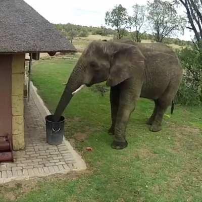 Elephant picks up trash and puts it in the bin