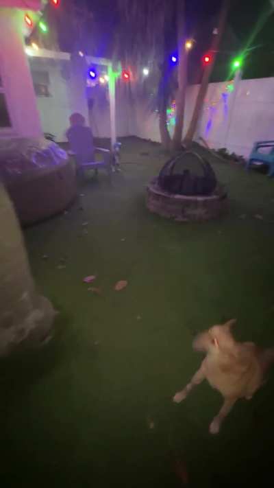 They are both 14 years old (98 in doggie years)…