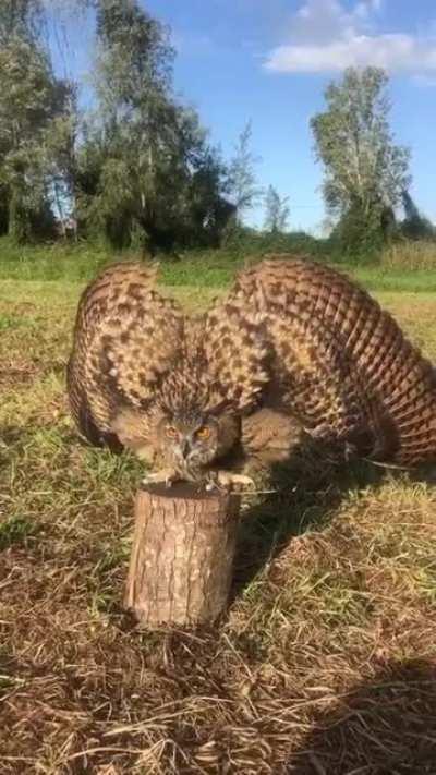 🔥 Majestic owl