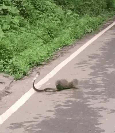 King Cobra vs. Mongoose
