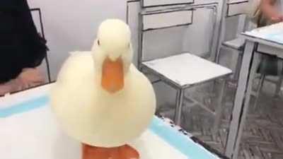 Smoooooth duck