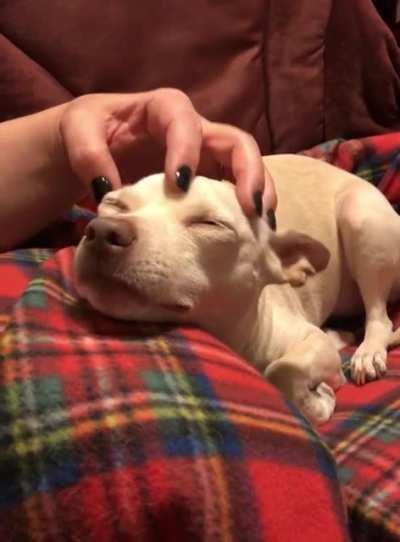 Evenings are for head skritches.