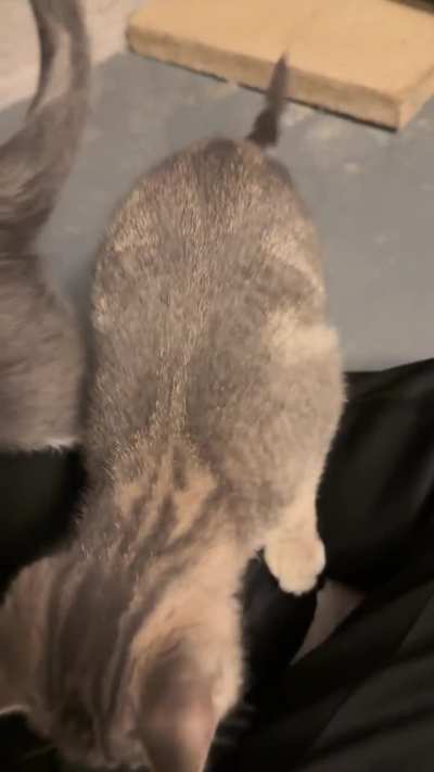 [HELP NEEDED - Same Day Vet Appt Made] Poor Kimchi boy hurt his leg somehow yesterday