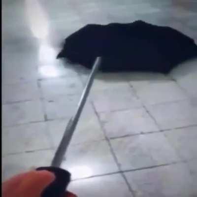 Thanks I hate umbrella spider