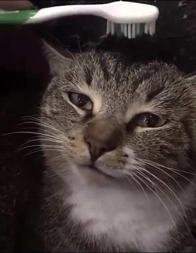 If you get a wet toothbrush and pet a cat it, it supposedly reminds them getting clean by their mother