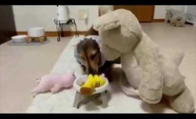 Dog invites all his friends to eat