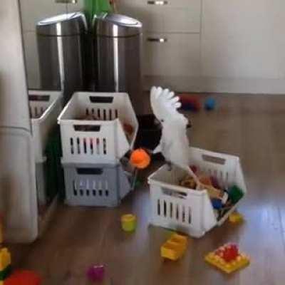 Cockatoo screaming into cup