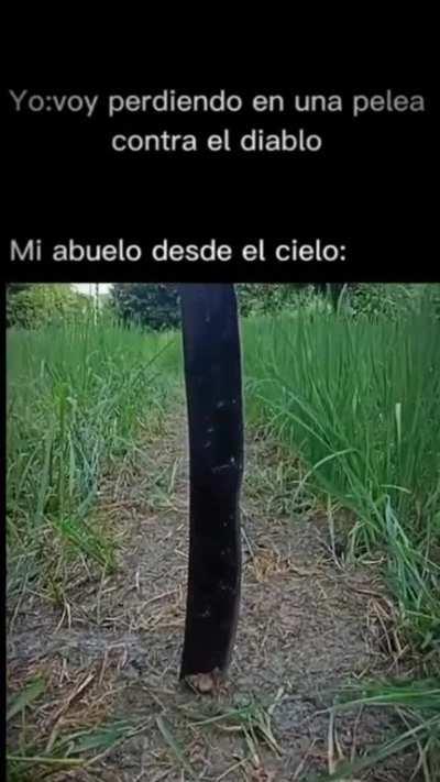 BeelcitosMemes - Video #0109