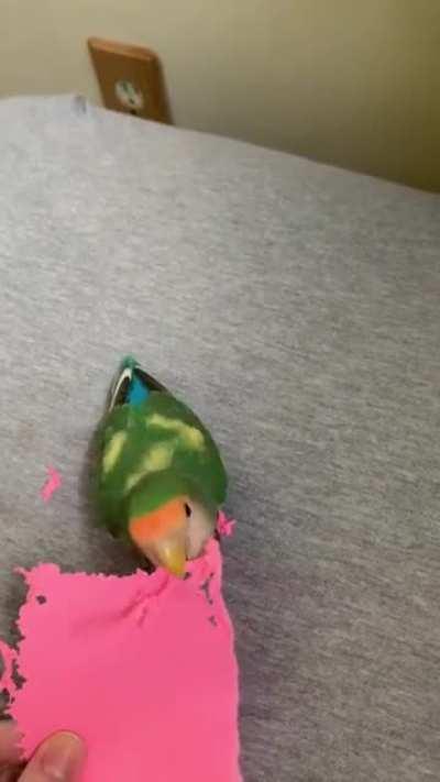 lovebirb