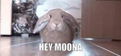 POV: You are Moona and have just logged onto Minecraft