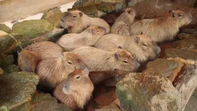 Capybara Paradise