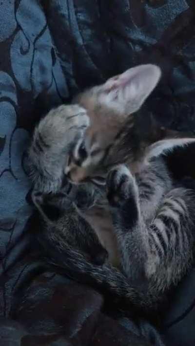 Lil criminal stole a warm nap beside me on the couch then proceeded to steal some belly scritches after. Such a criminal. Bet he's about to steal a lot of people's hearts too!