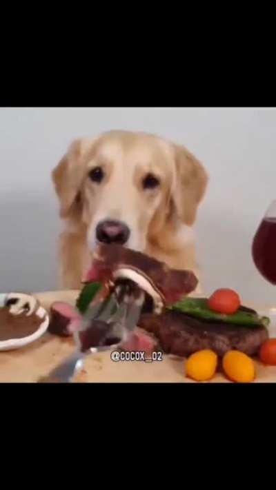 Aqui nuevo top animales