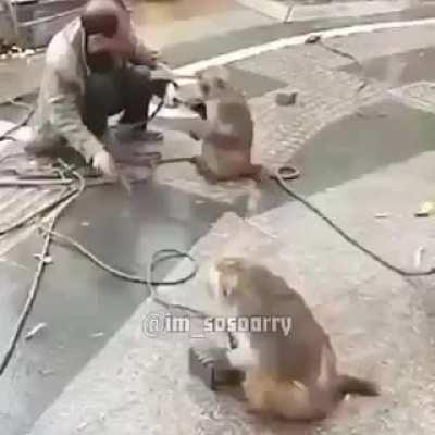 Súper Escuadrón Ciber Monos Hiper Fuerza ¡Ya!