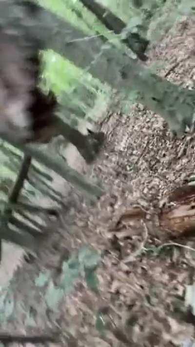 This Tree is literally floating