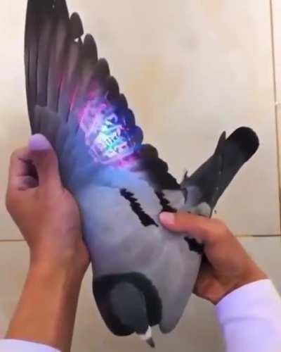 UV Fluorescent Pigeon Wings
