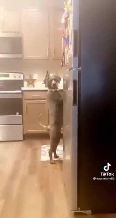 Dog gets caught red-handed
