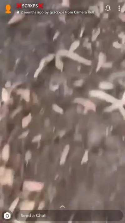 Heavy kick to the shin breaks his leg 💀🤮