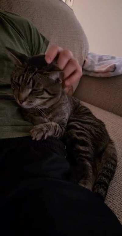 Head scritches, just as good as chin scritches