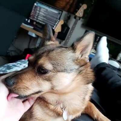 Head scratches are bliss (Swedish Vallhund)