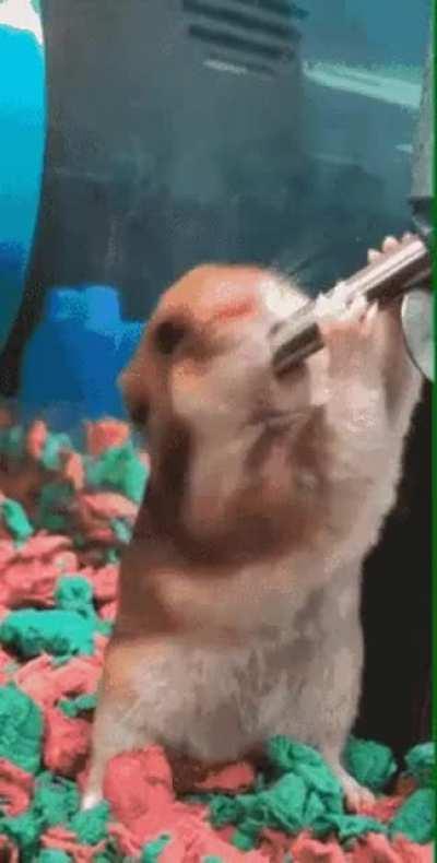 Blursed Hamster