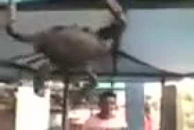 Um siri......fazendo.......