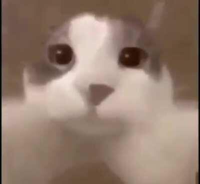 For All My DEO niggas 💋