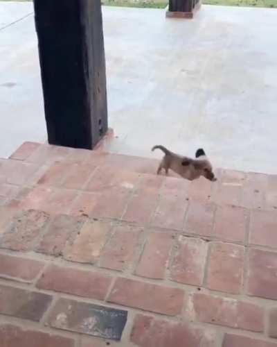 One small step for man, one giant leap for pupkind