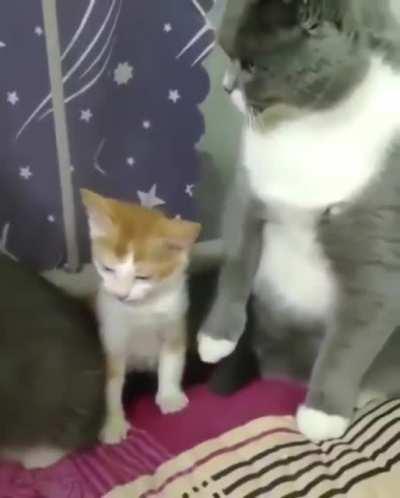 Absolute Unit of a Bully