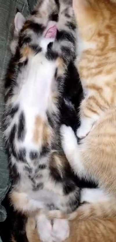 This is Nora. She wanted to say hi to all of you kind people.