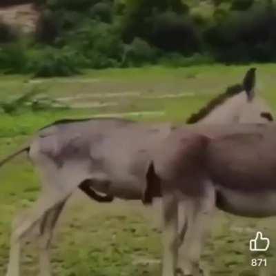 Pode maconha no grupor? 😳