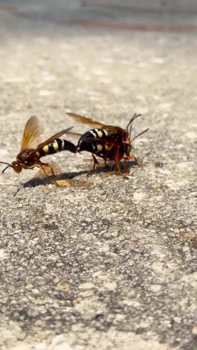 🔥 Cicada Killers mating but three’s a crowd.