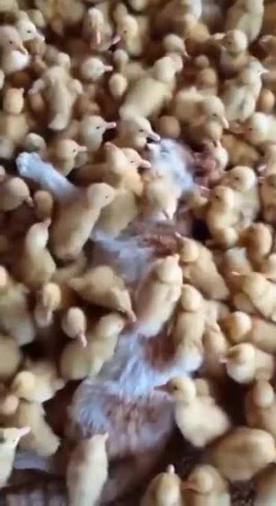 CaRNivoRouS DUckS DEVoUr aN innOCEnt CAt alIVe