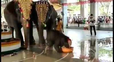 Elephant calf Shivani plays with water after its naming ceremony at Sri Manjunatha Swamy Temple, Dharmasthala in Dakshina Kannada. Very Naughty Girl...