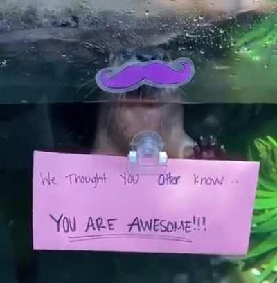 You otter know how awesome you are 💜