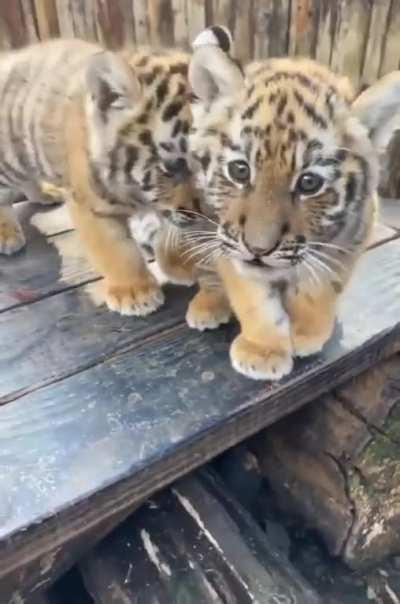 Sound on🔊🔊🔊