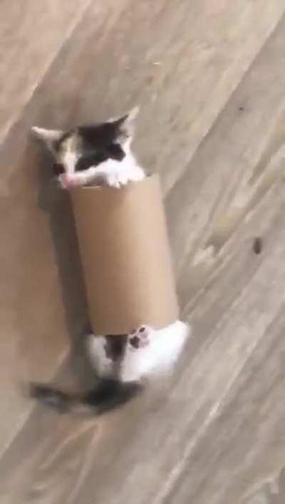 Rolling little cat