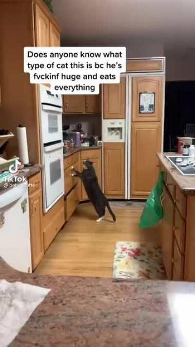 (from tik tok) anyone has any clue? My guess is he belongs to the megachonk breed