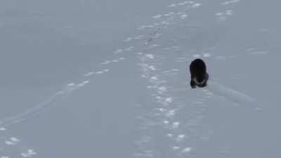 Otters really hate snow and cold weather. Those that can't head south for the winter simply stay and make the most of it to pass the time.