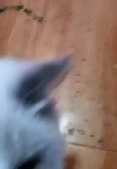 This cat be seeing all its 9 lives at once