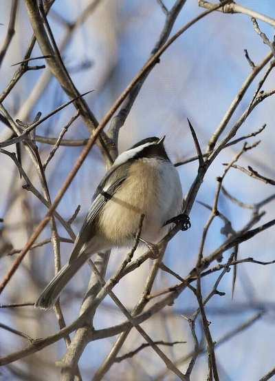 Black-capped Chickadancee