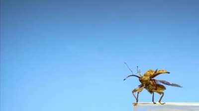 Flight of the weevil