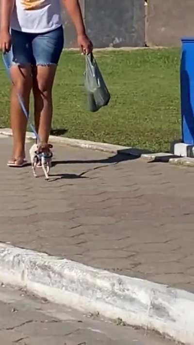 Very smol puppy taking a walk