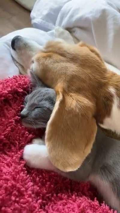 Hey where did my oh-so comfy blanket go?