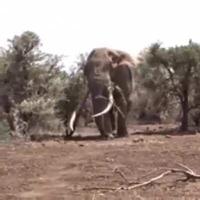 🔥 The largest Elephant in the World with a weight of 10,050 kg, Tanzania.