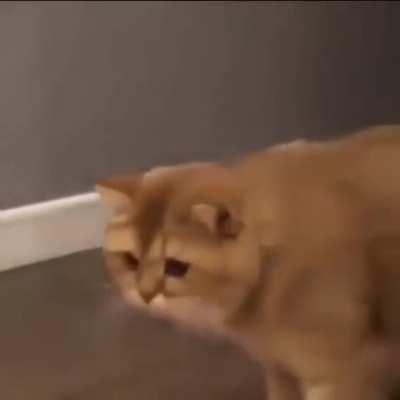 Always wants more food, doesnt know what to do with it