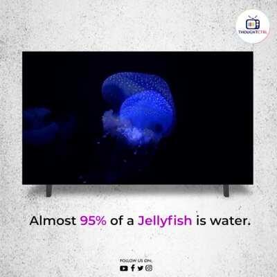 Almost 95% of a Jellyfish is water