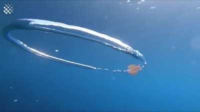 My name is Giovanni Giorgio