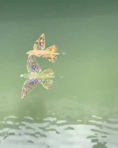 🔥 Baby Butterfly Fish