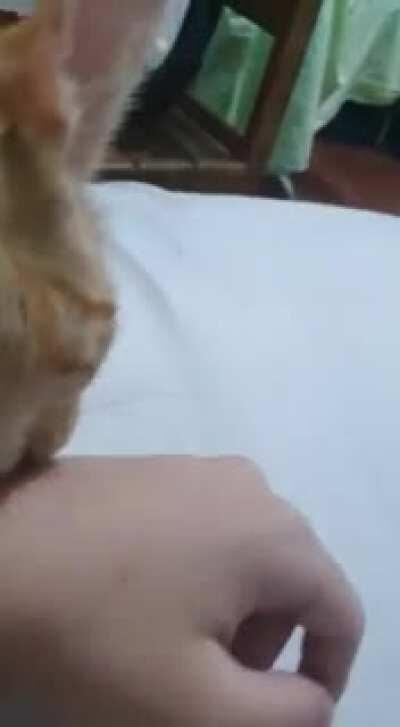 Galera kkkkkkkkkkkkkkk, o gato do meu amigo grudou no braço dele e não saiu, alguém sabe o pq?